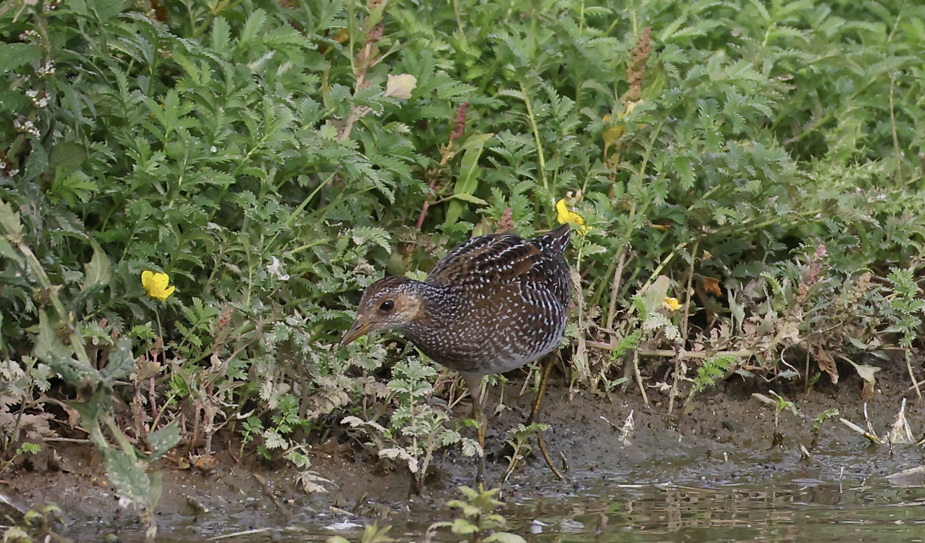 Spotted Crake
