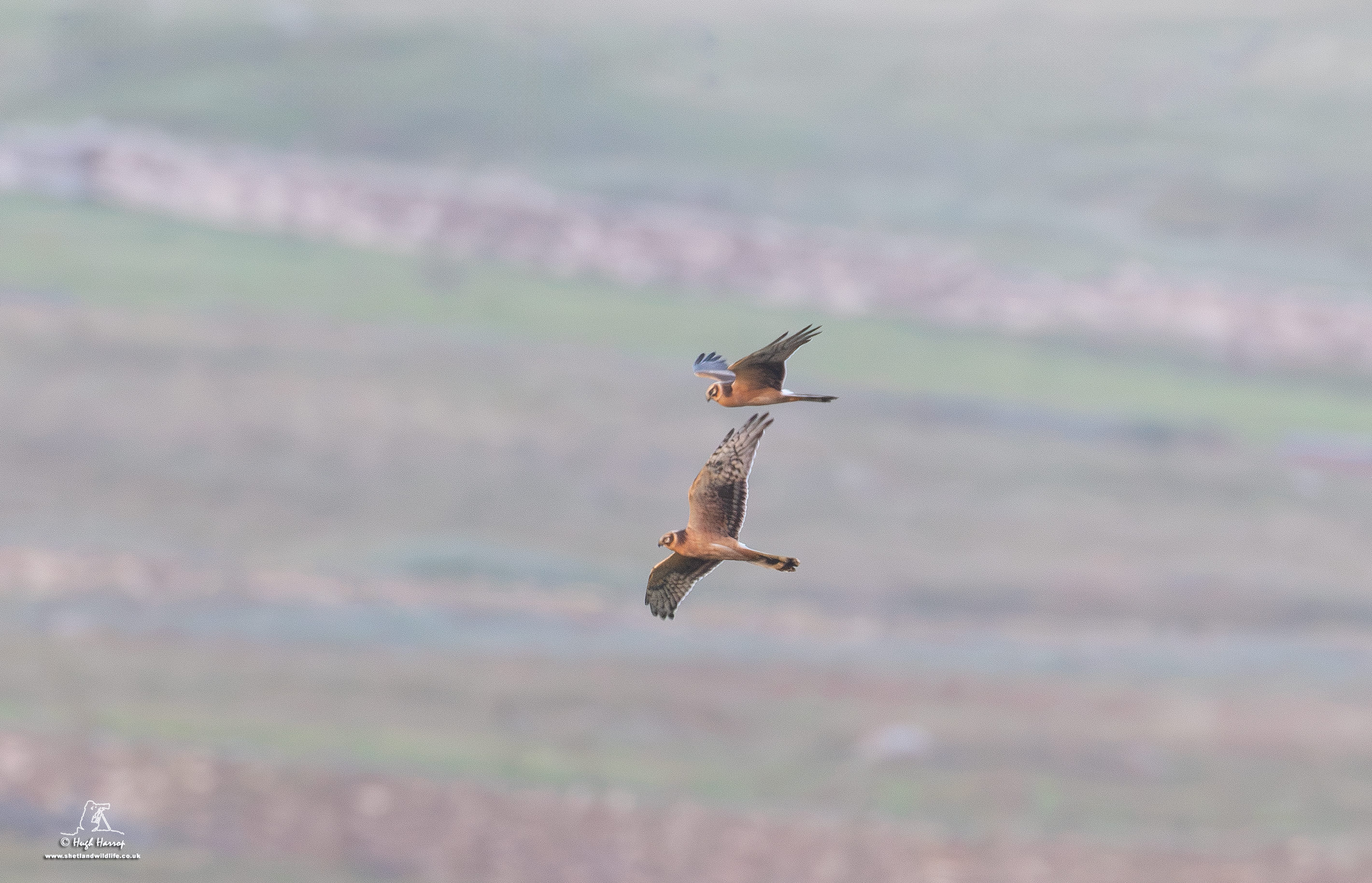 Pallid Harrier
