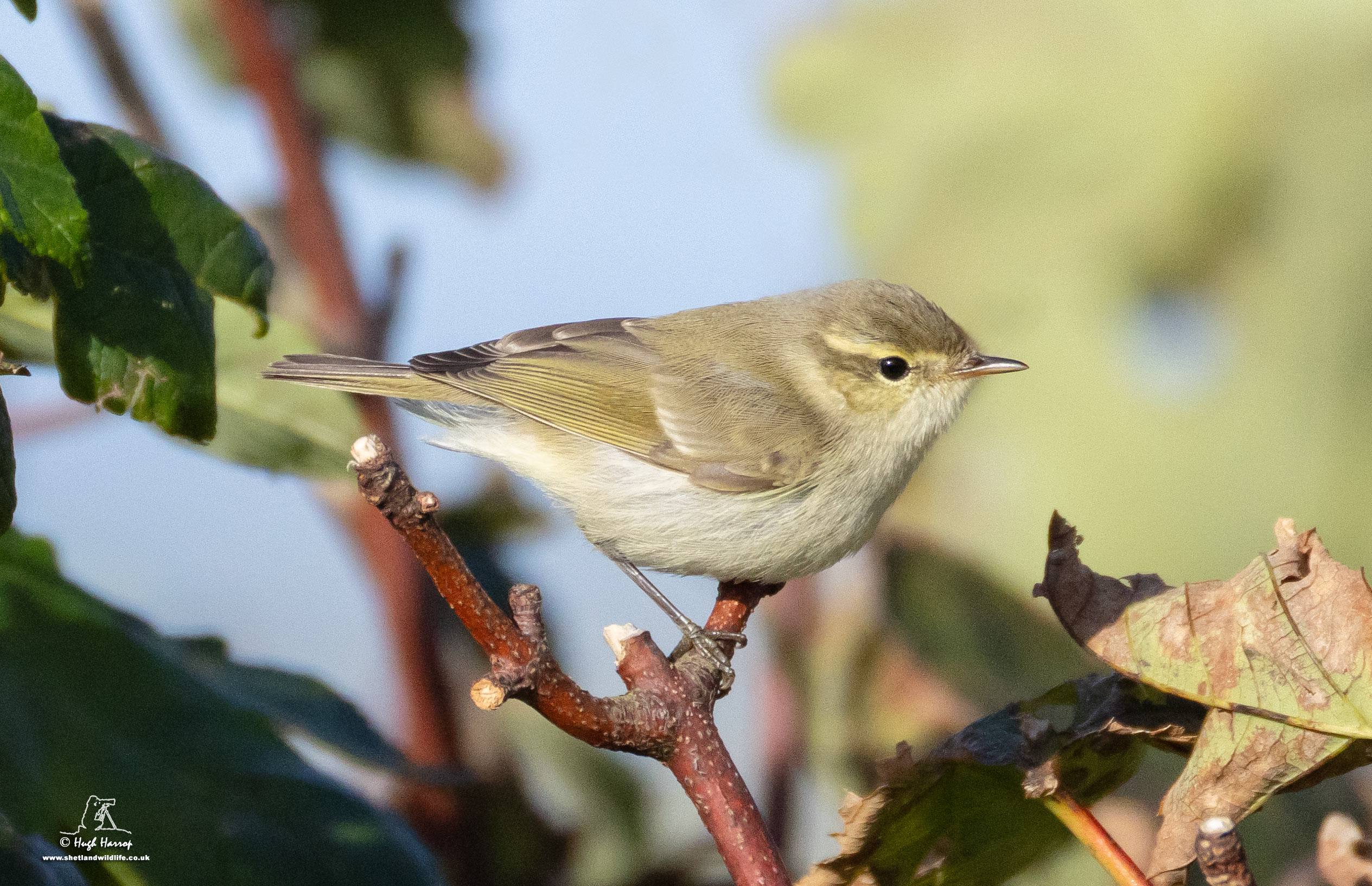 Greenish Warbler
