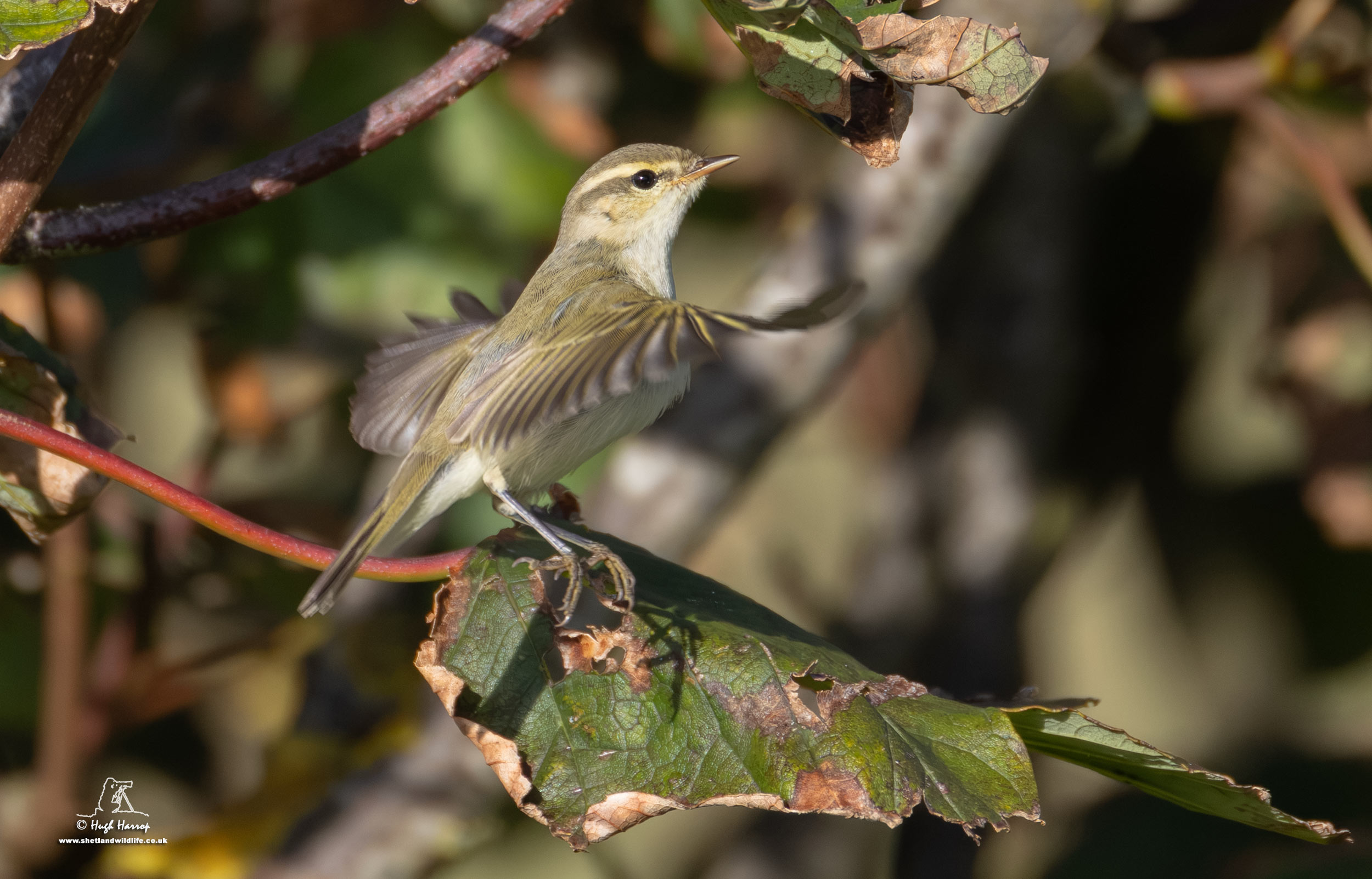 Greenish Warbler