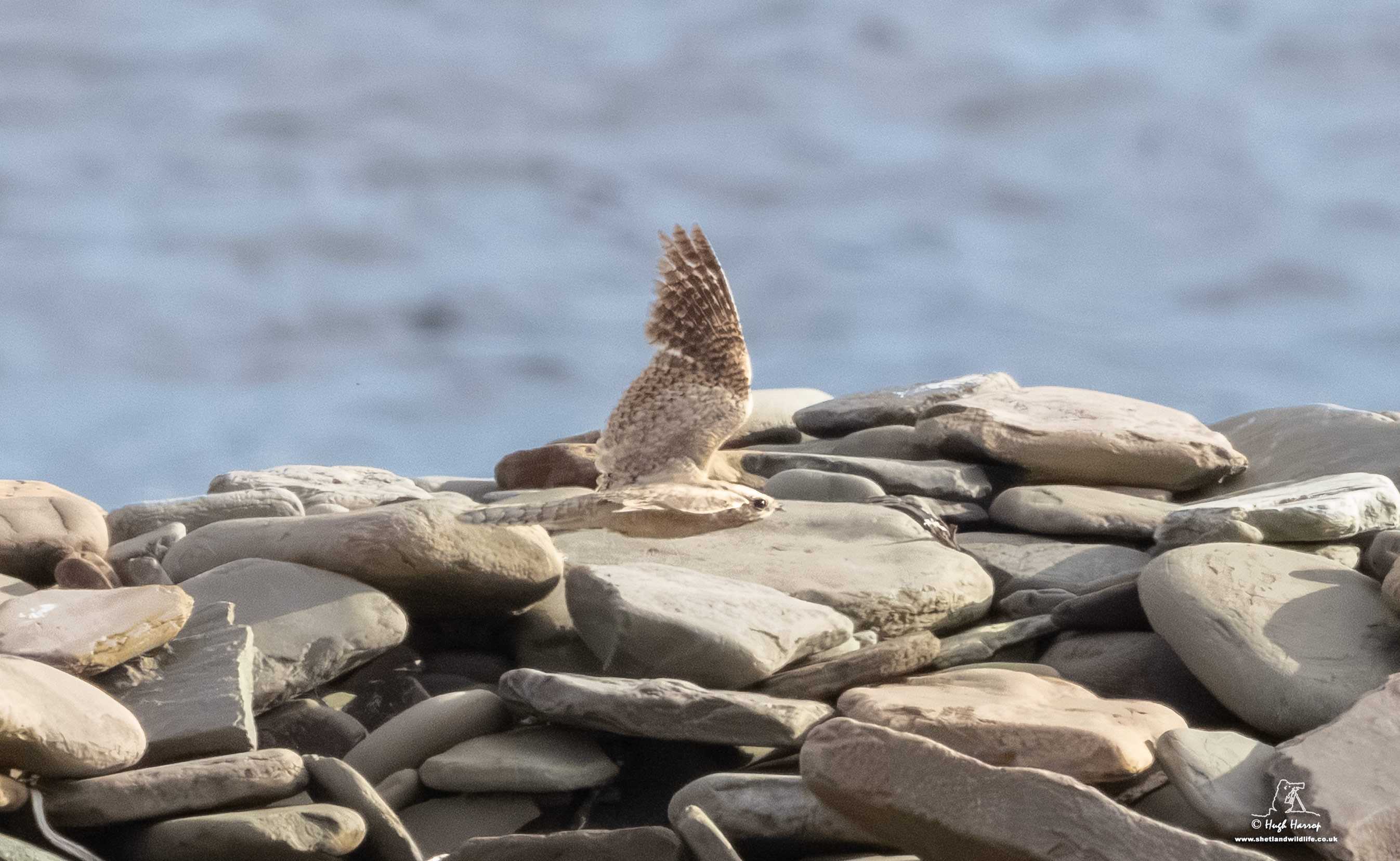 Egyptian Nightjar