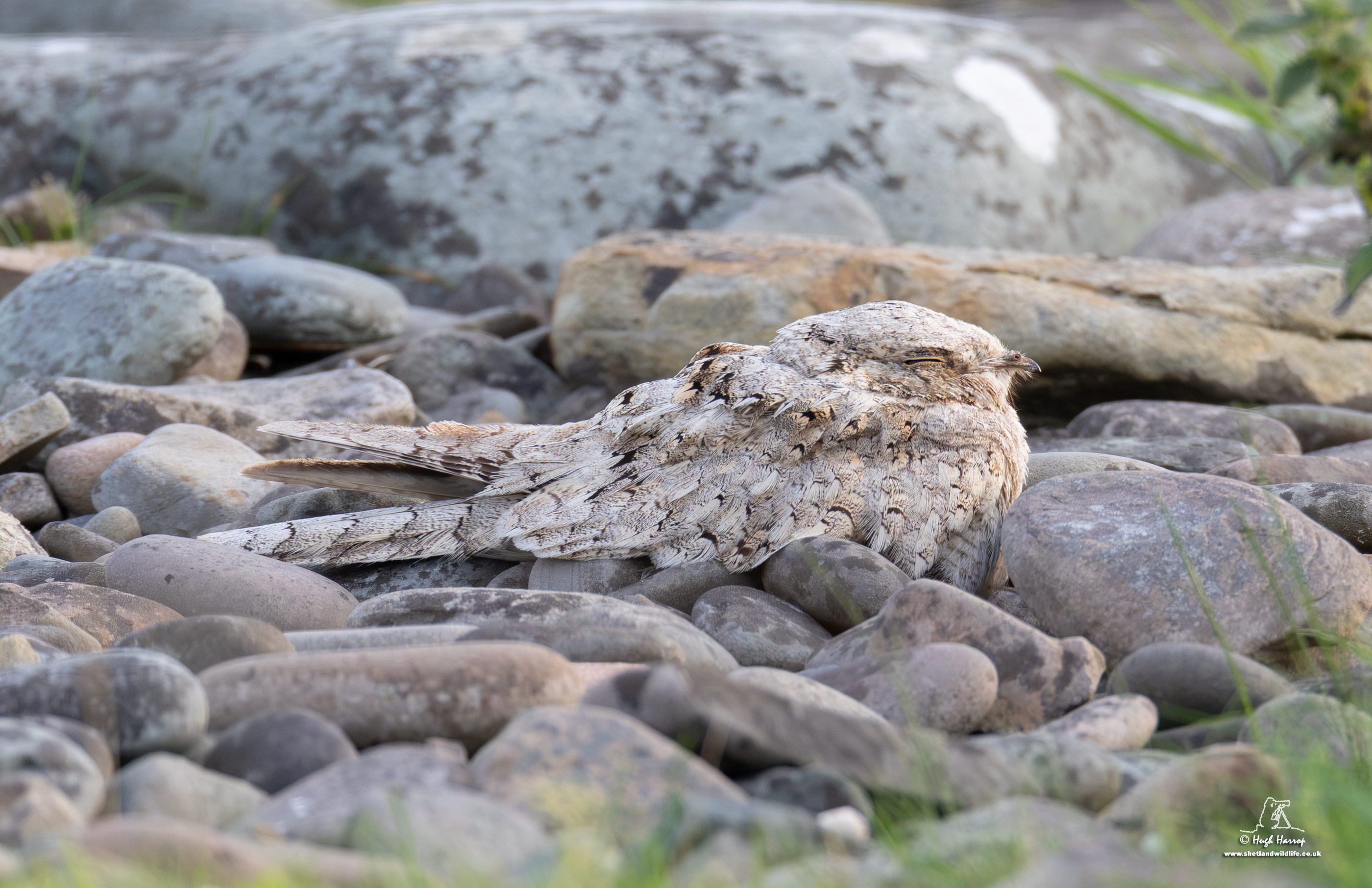 Egyptian Nightjar