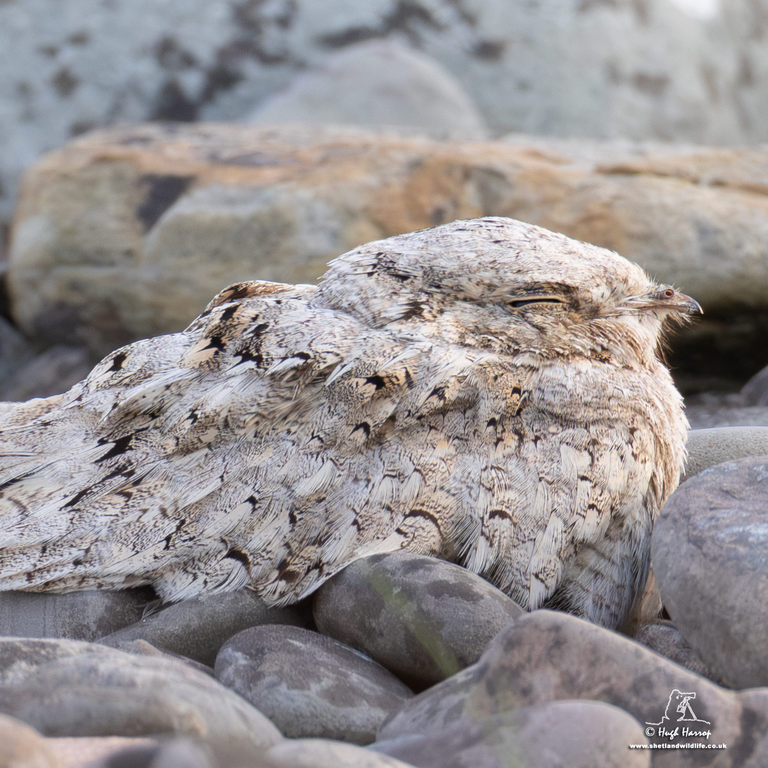 Egyptian Nightjar