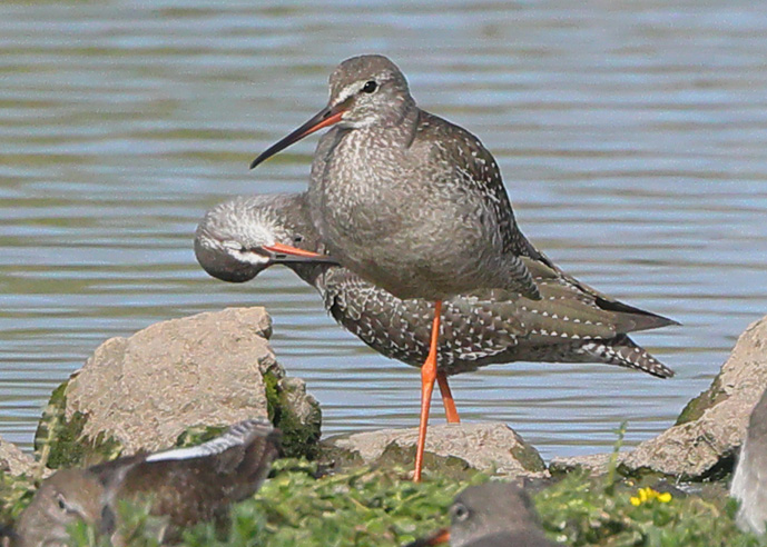 Spotted Redshank