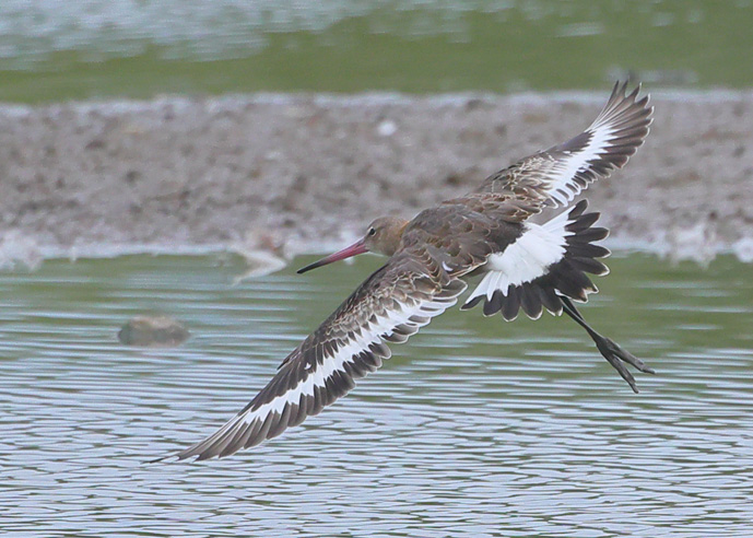 Continental Black-tailed Godwit
