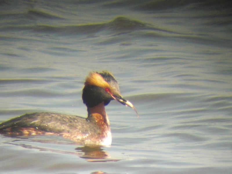 Slavonian grebe