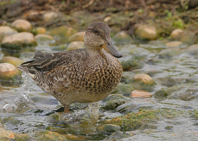 Cinnamon Teal
