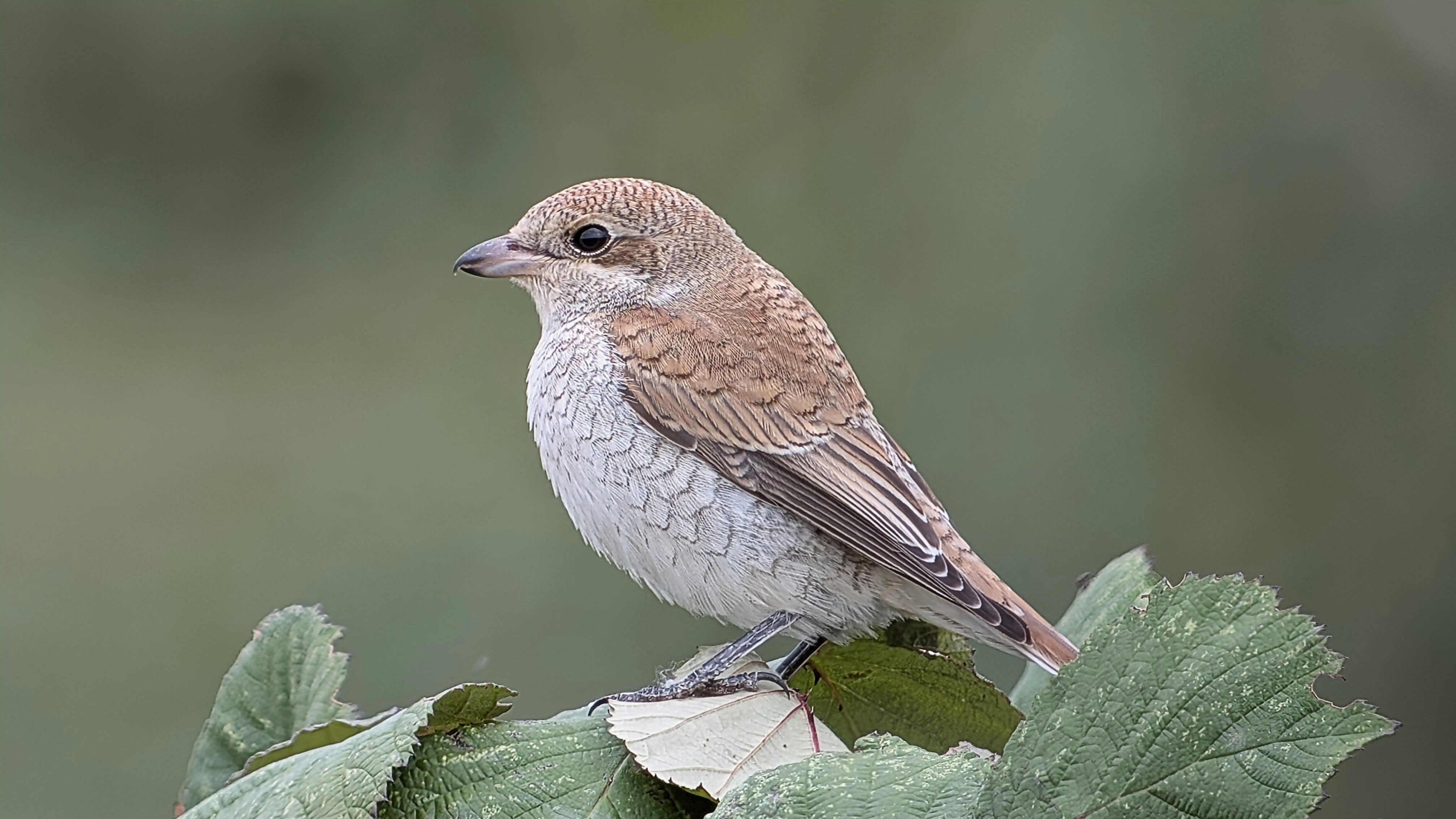 Red  backed shrike
