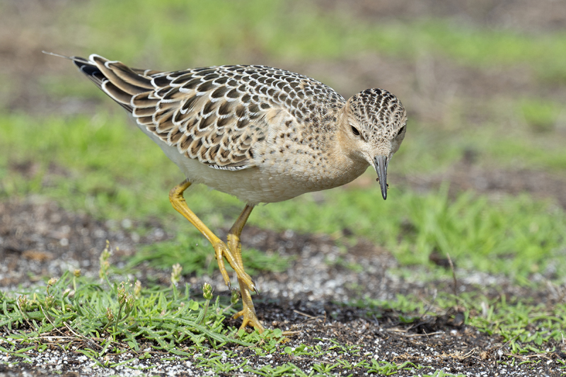 Buff-breasted Sandpiper