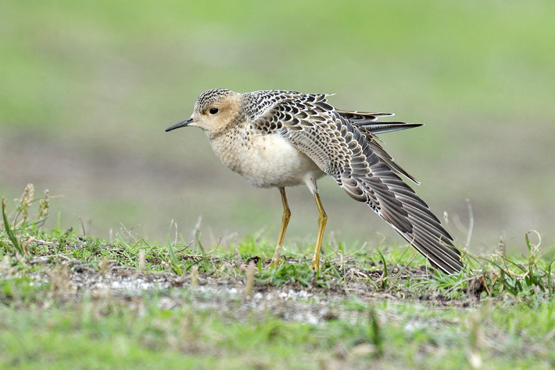 Buff-breasted Sandpiper