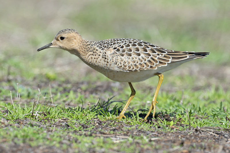 Buff-breasted Sandpiper