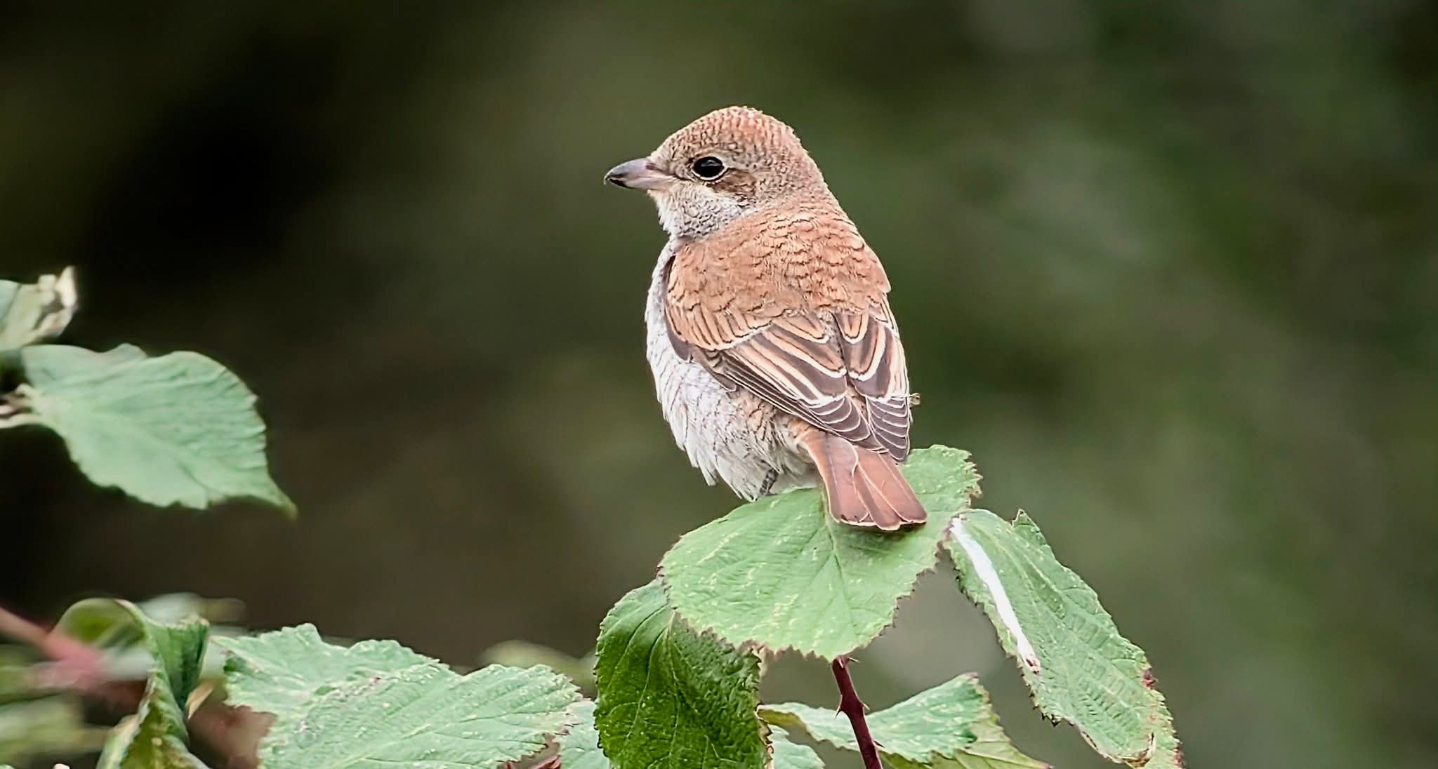 Red backed shrike