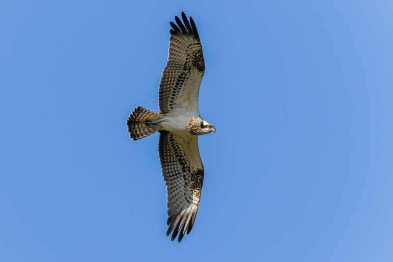 Osprey