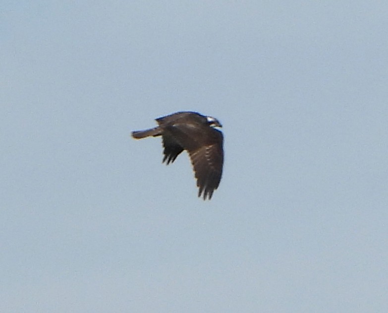 osprey