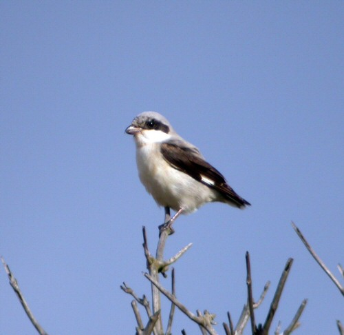 Lesser Grey Shrike