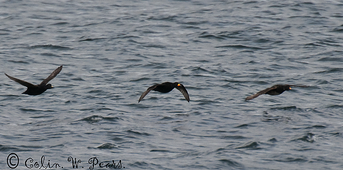 Black Scoter