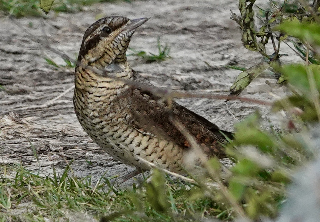 Wryneck