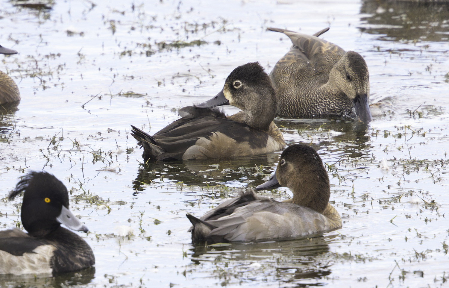Ring-necked Duck
