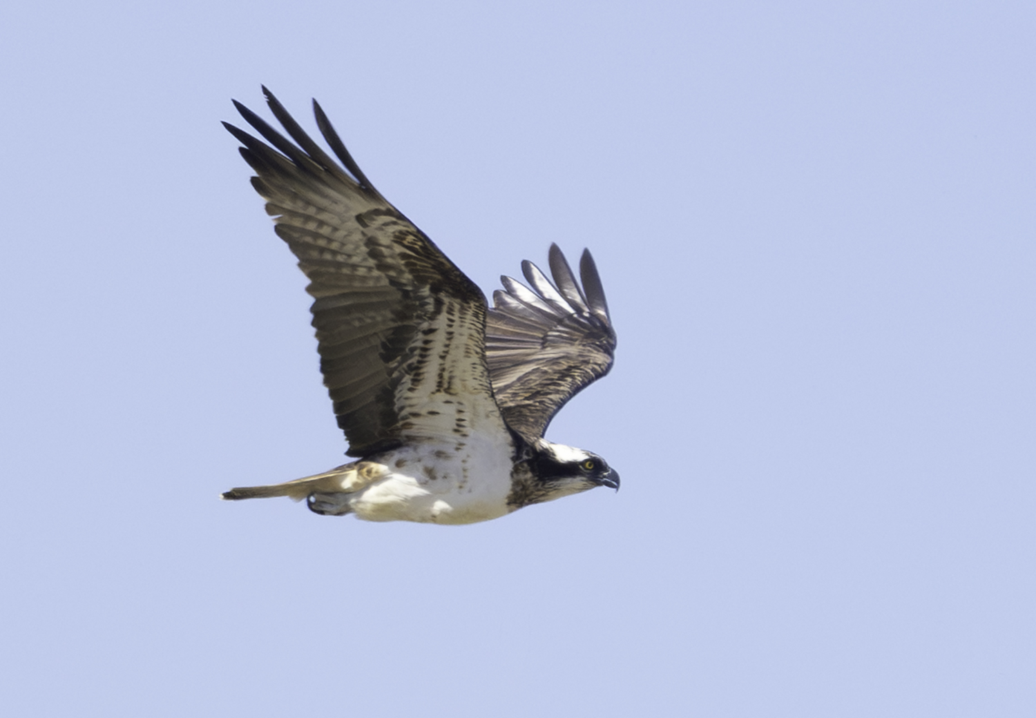 Osprey