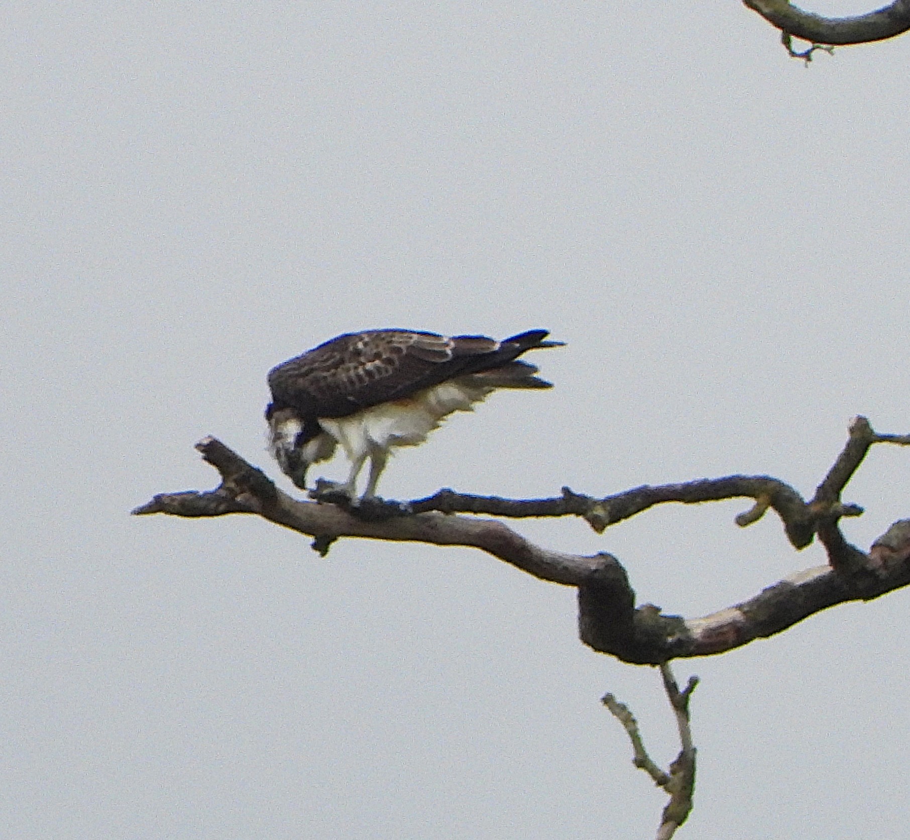 osprey
