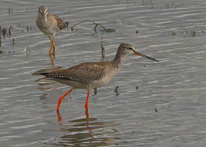 Spotted Redshank