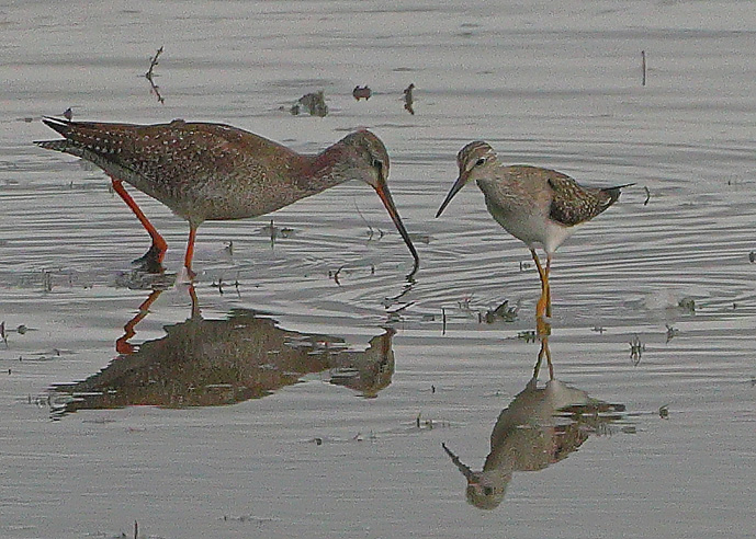 Lesser Yellowlegs