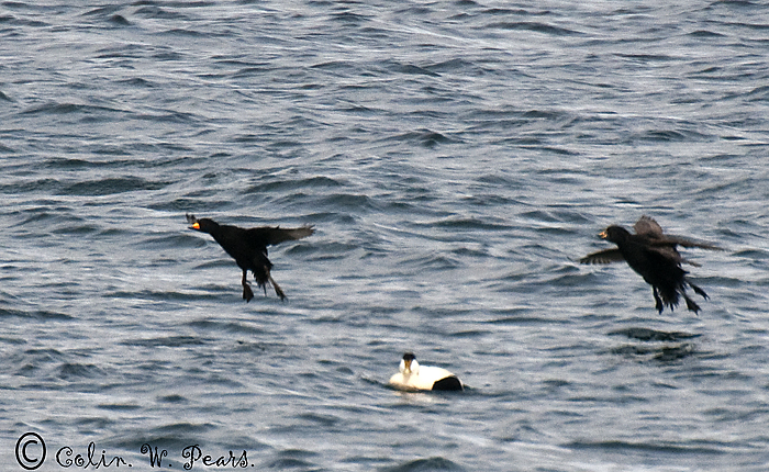 Black Scoter