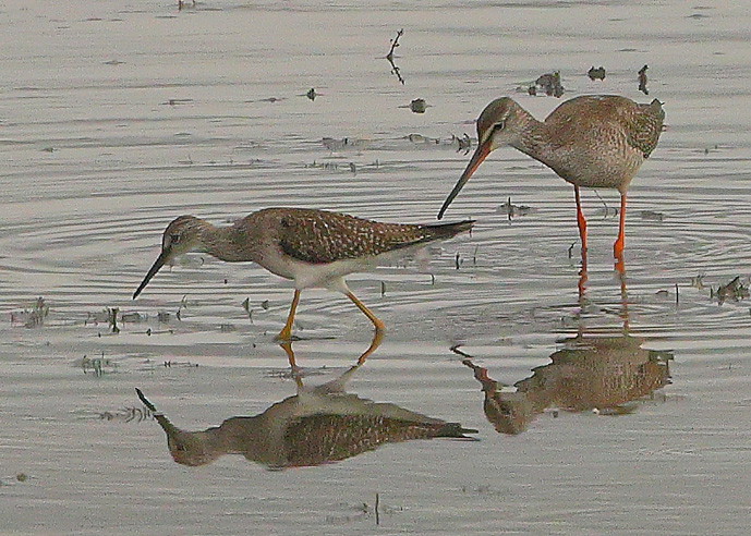 Lesser Yellowlegs