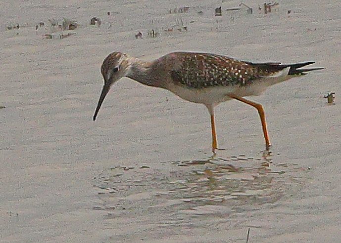 Lesser Yellowlegs