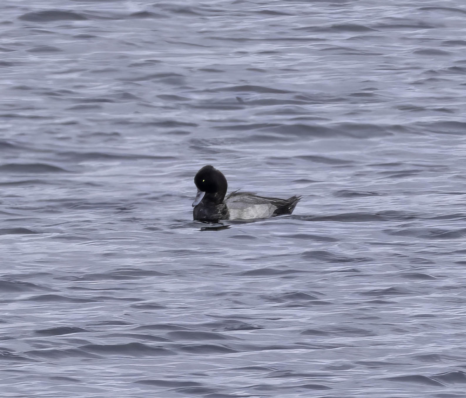 Lesser Scaup