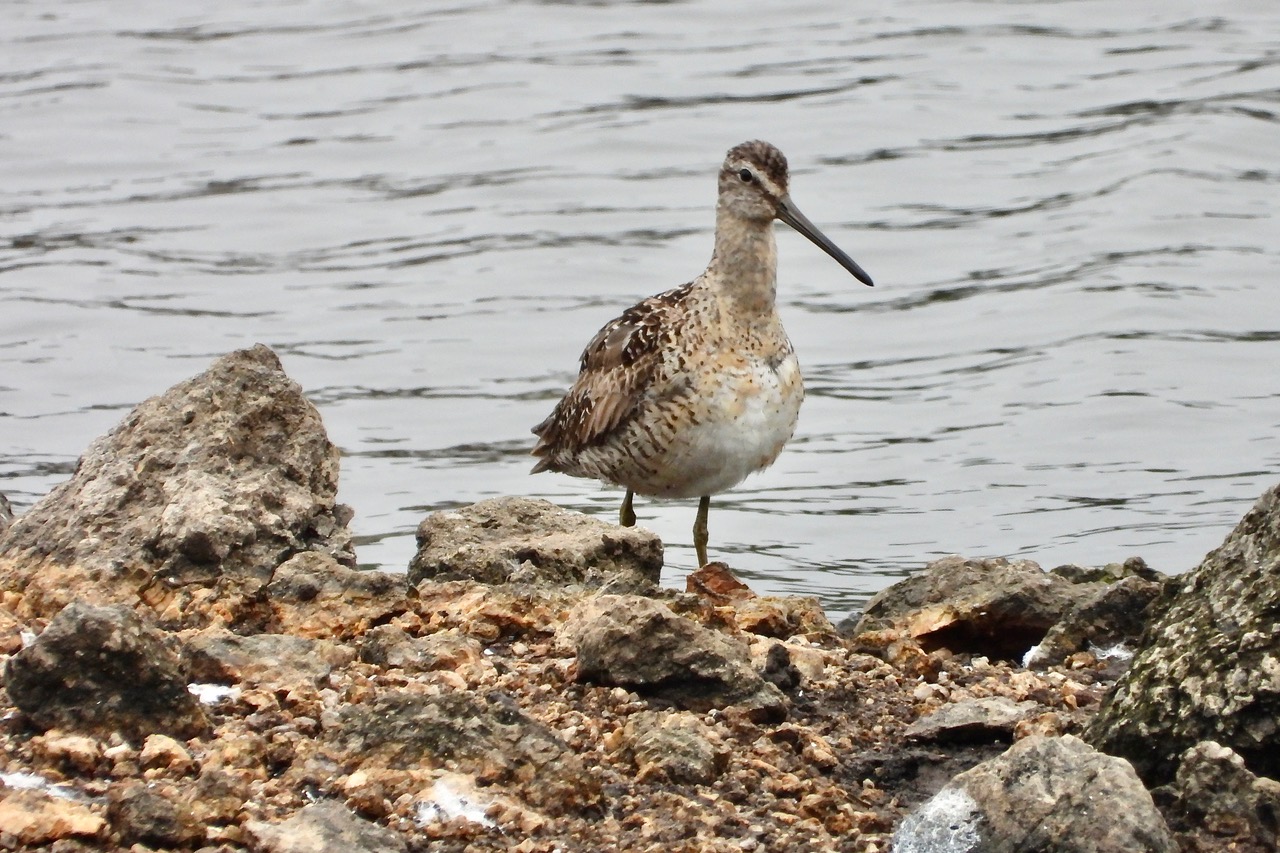Short-billed Dowitcher