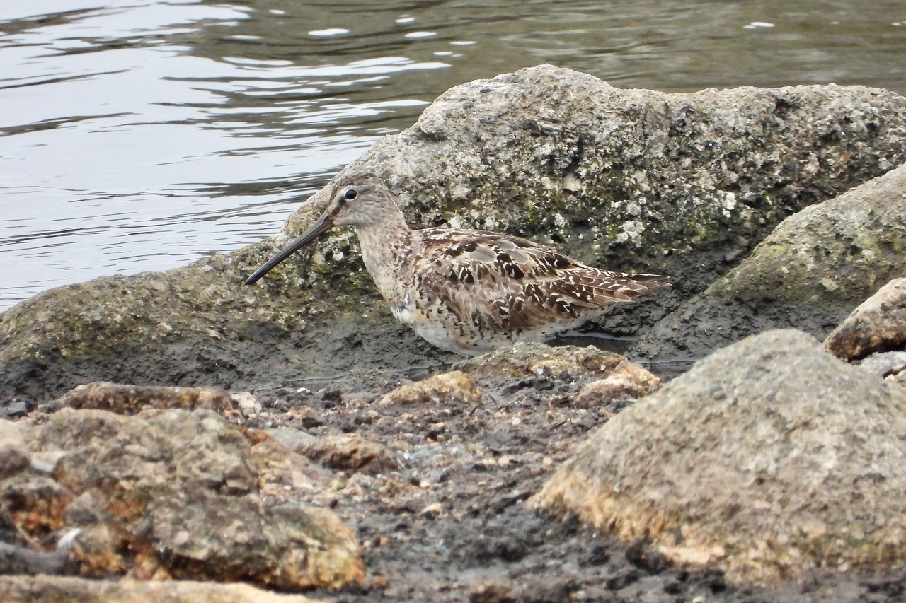 Short-billed Dowitcher