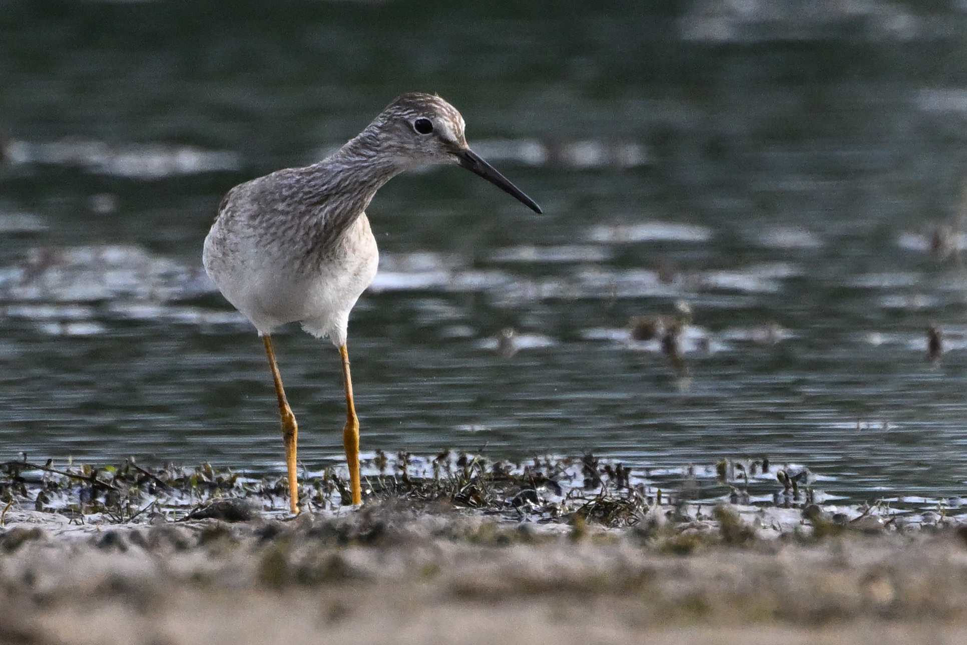 Lesser Yellowlegs