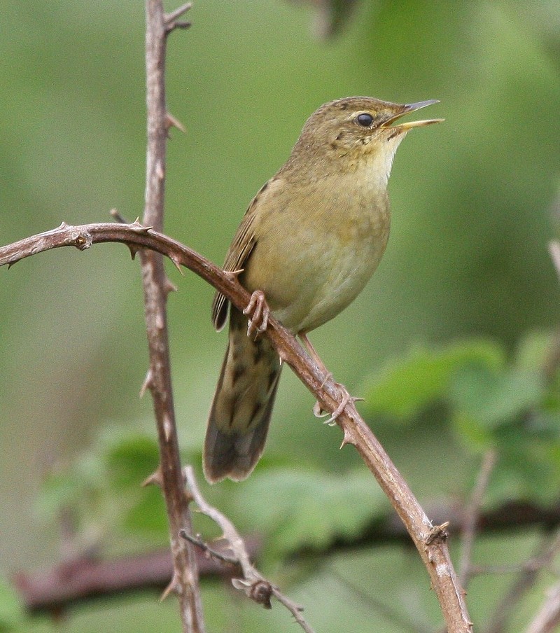 Grasshopper Warbler