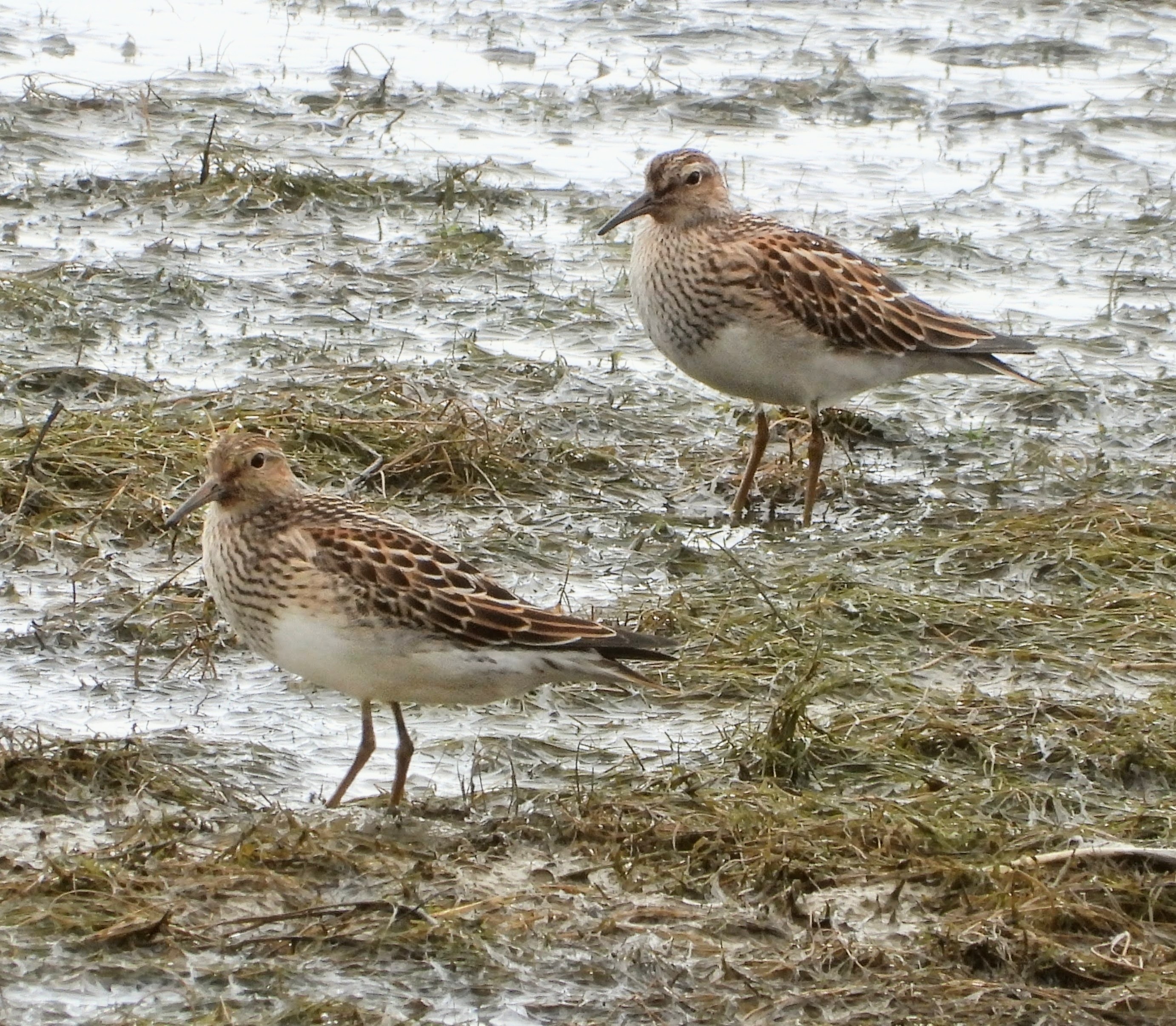 Pectoral Sandpiper