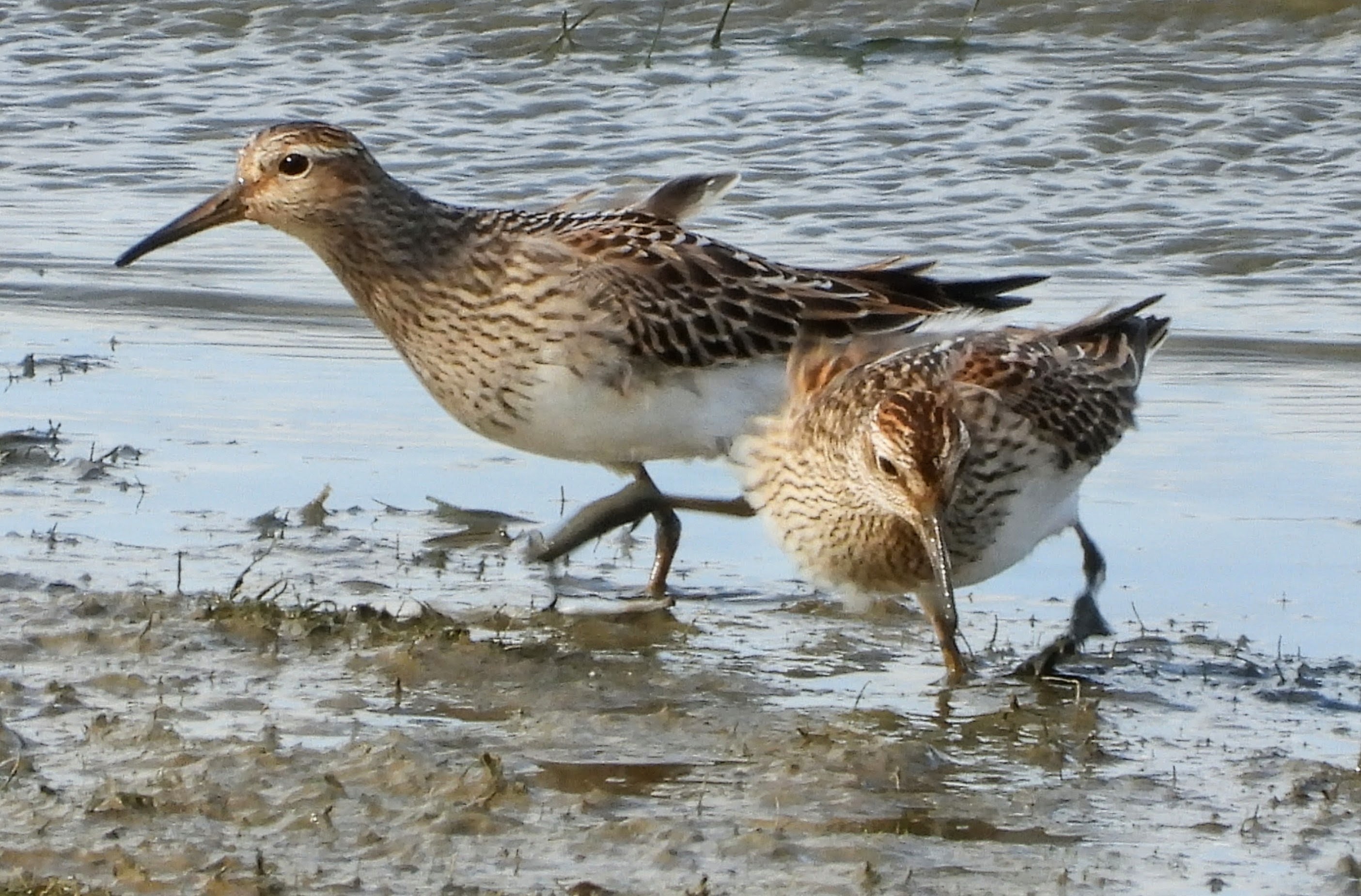 Pectoral Sandpiper