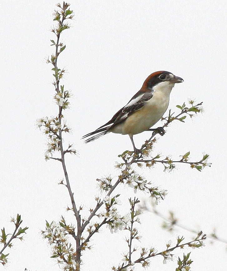 Woodchat Shrike