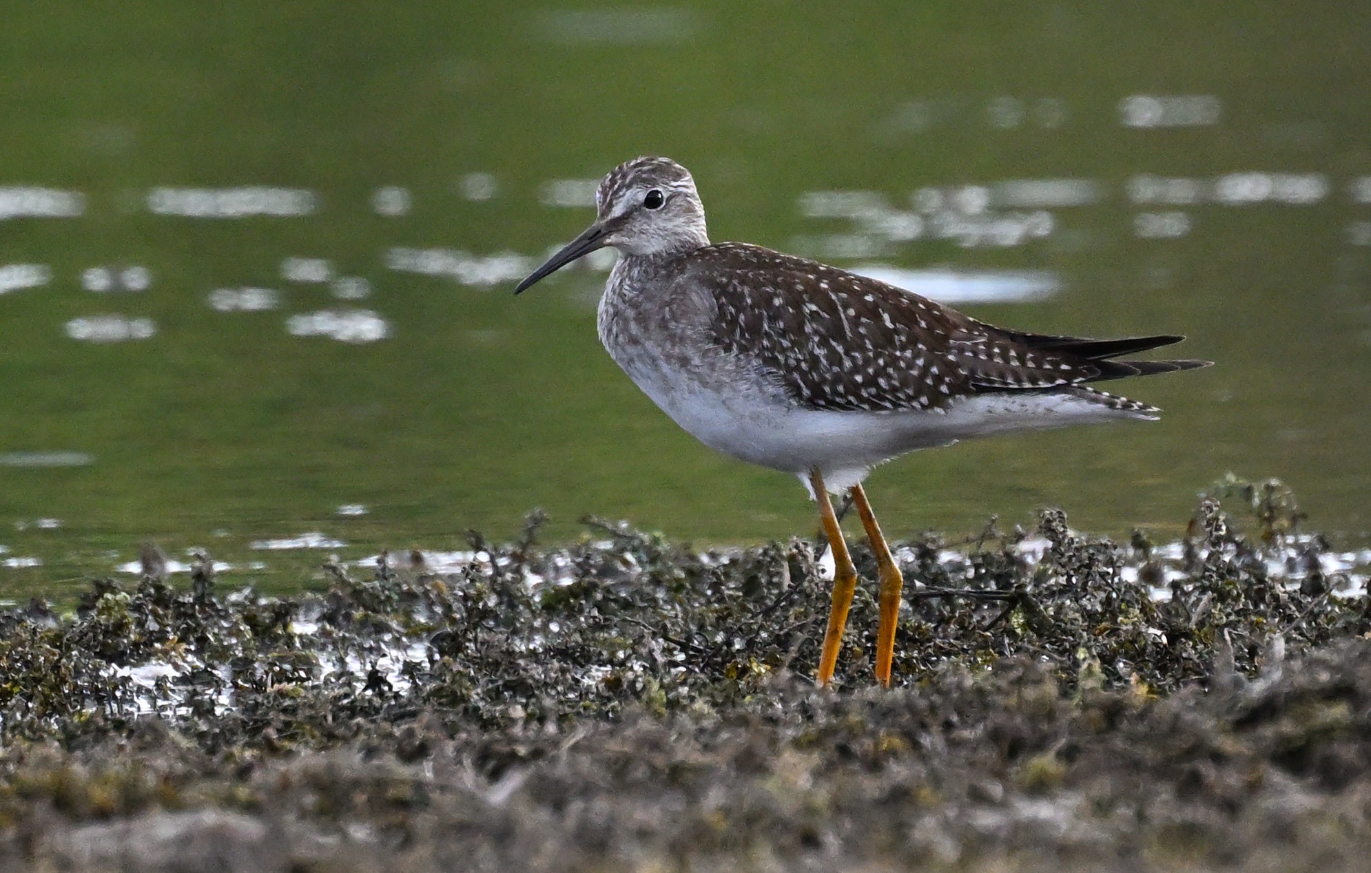 Lesser Yellowlegs