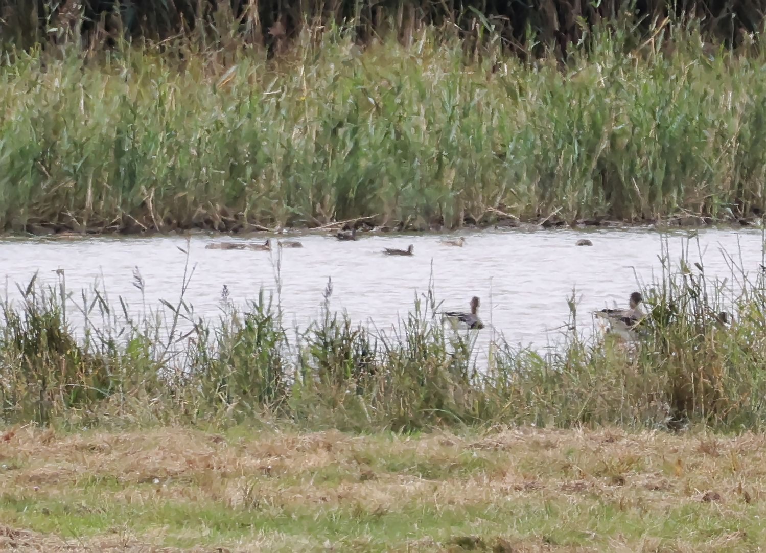 Red-necked Phalarope