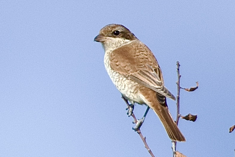 Red-backed Shrike