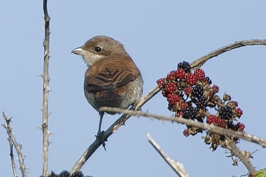 Red-backed Shrike