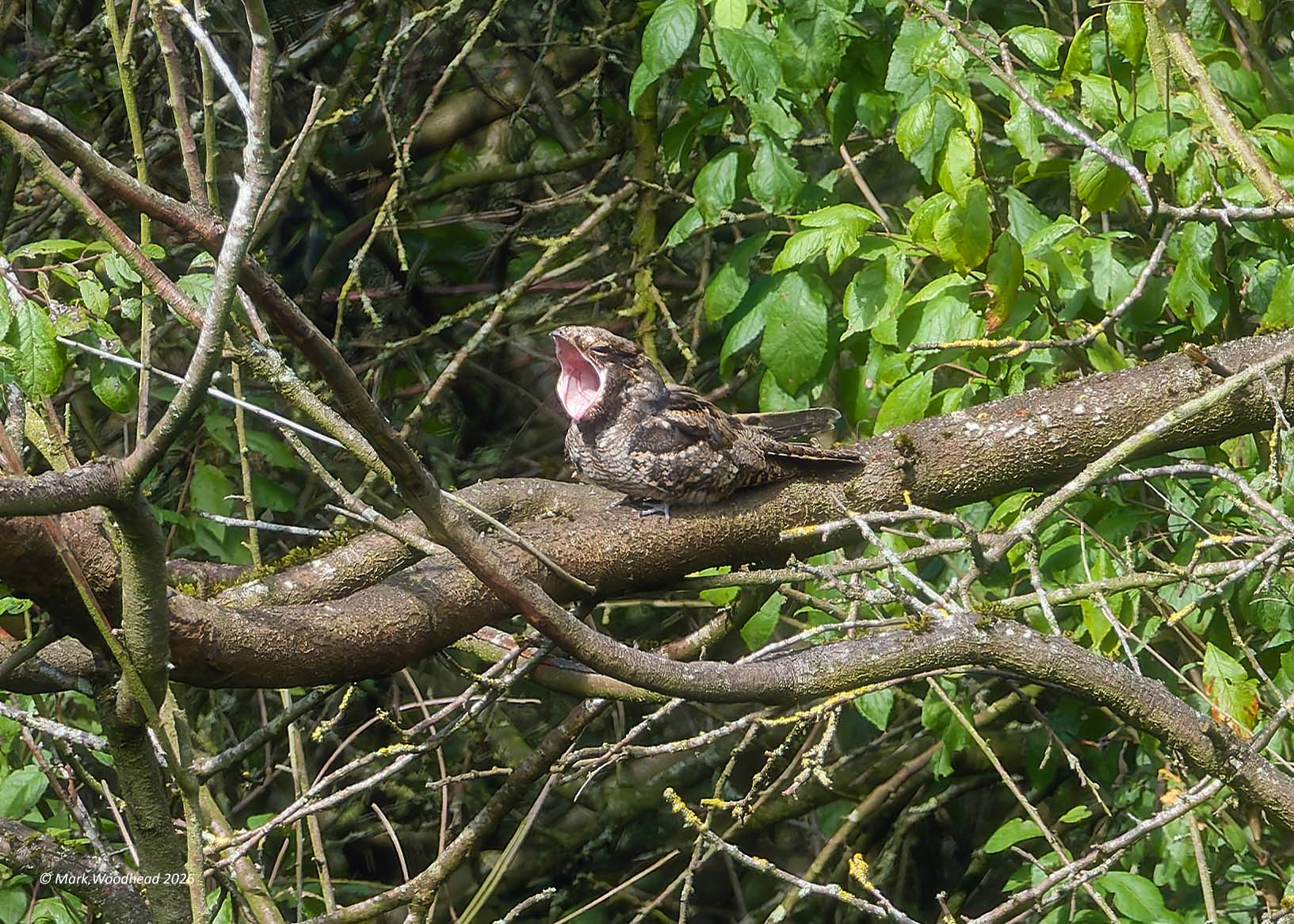 Nightjar
