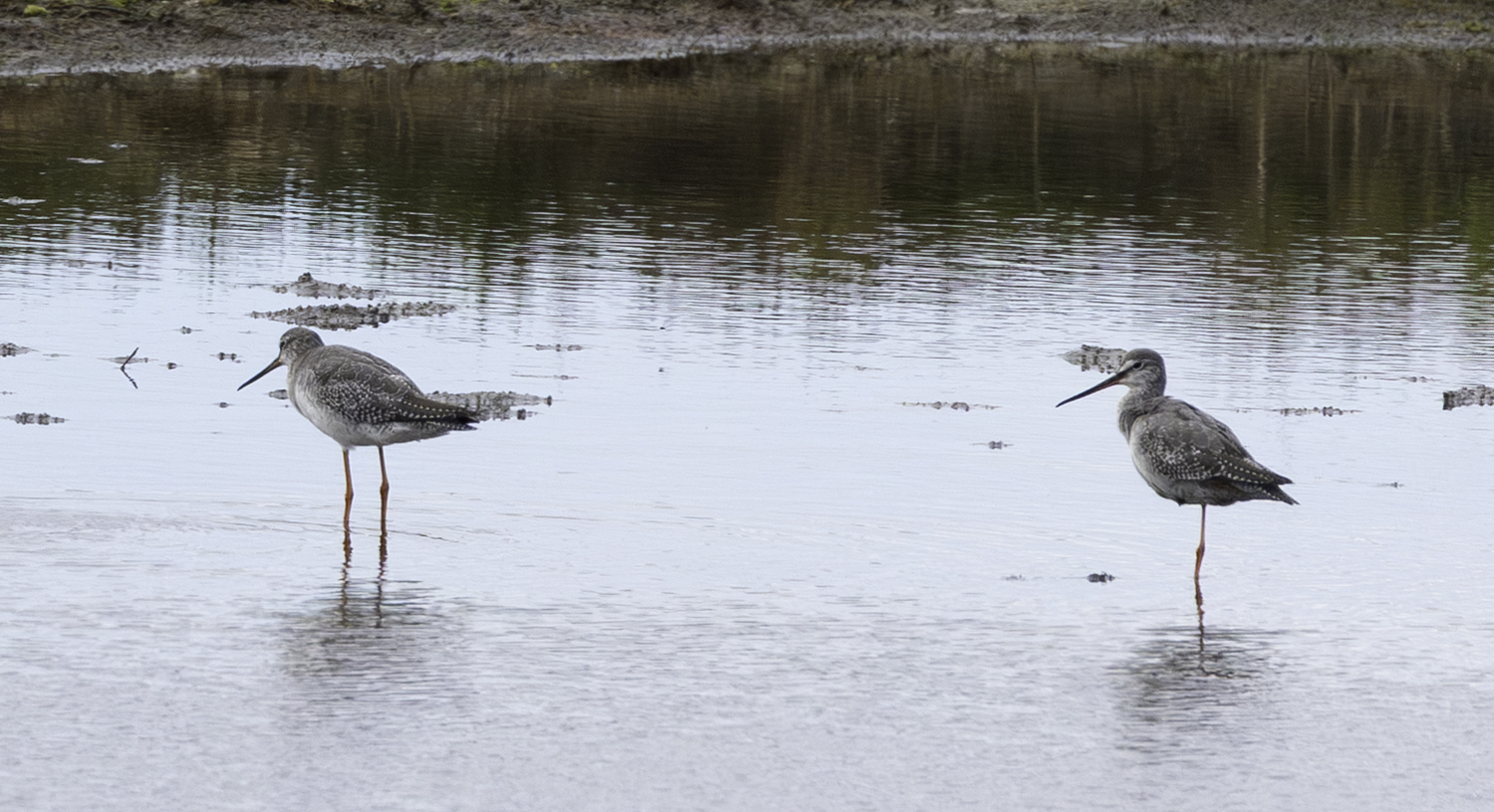 Spotted Redshank