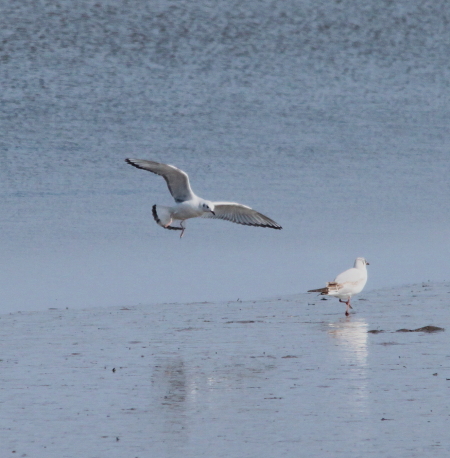 Bonaparte's Gull