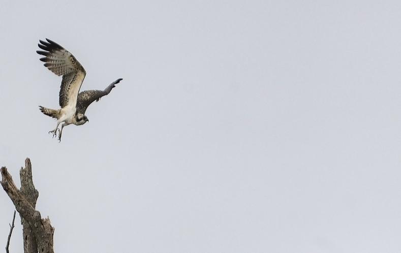 Osprey