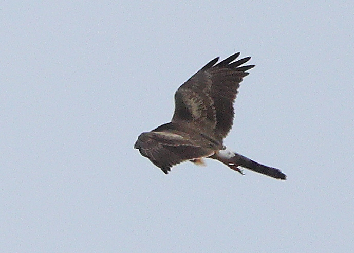Pallid Harrier