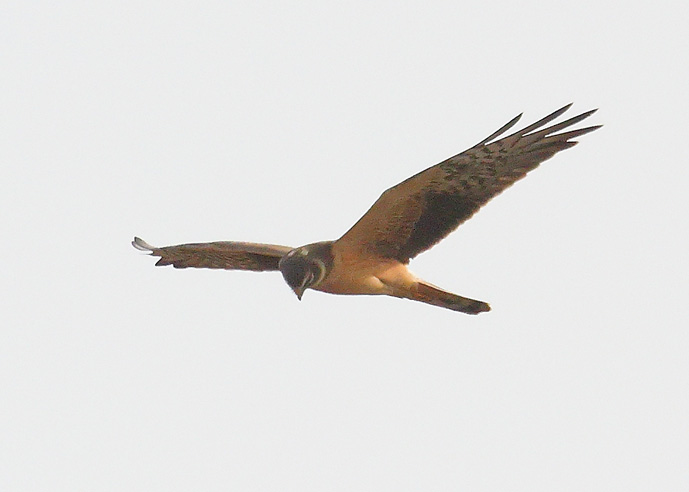 Pallid Harrier