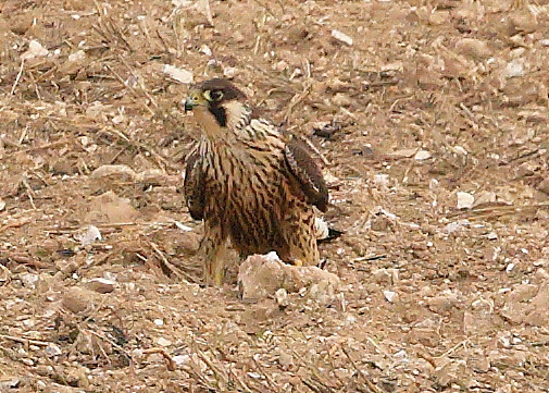 Peregrine