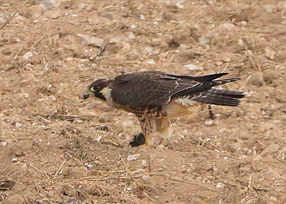 Peregrine