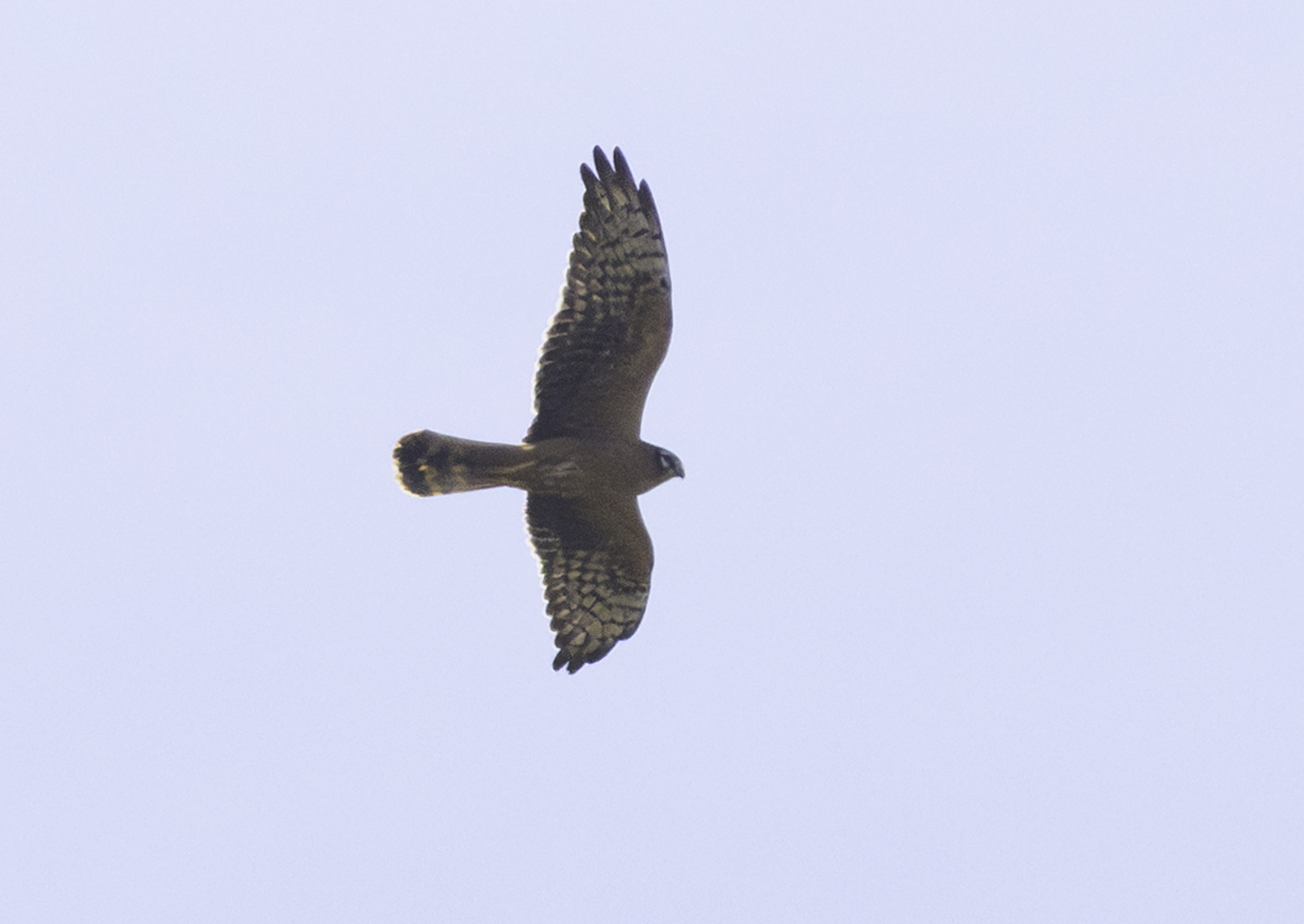 Montagu's Harrier